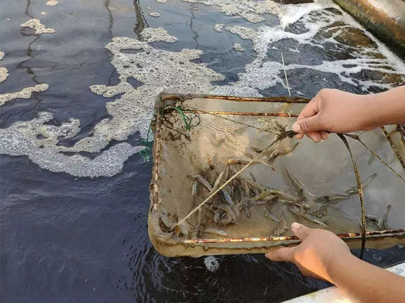 手持水質(zhì)檢測儀對水產(chǎn)養(yǎng)殖有什么幫助 手持水質(zhì)檢測儀對水產(chǎn)養(yǎng)殖有什么幫助