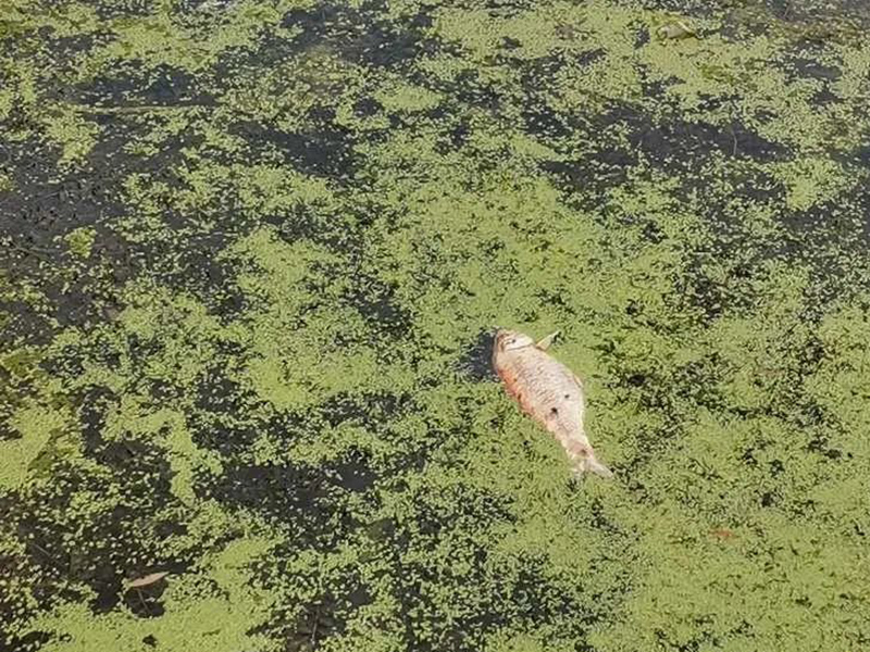水質急性毒性測定儀可以檢測水中的重金屬嗎