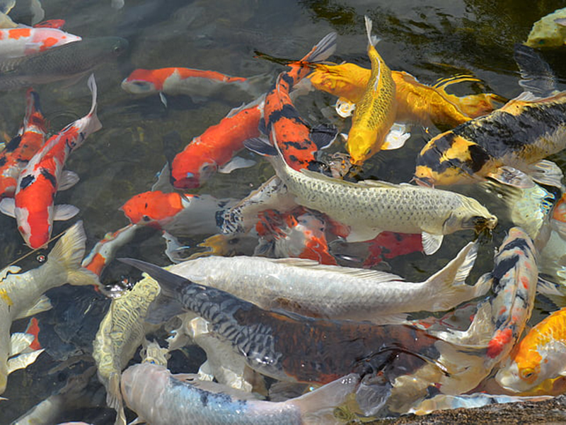 魚塘水中氨氮含量過高會有什么影響