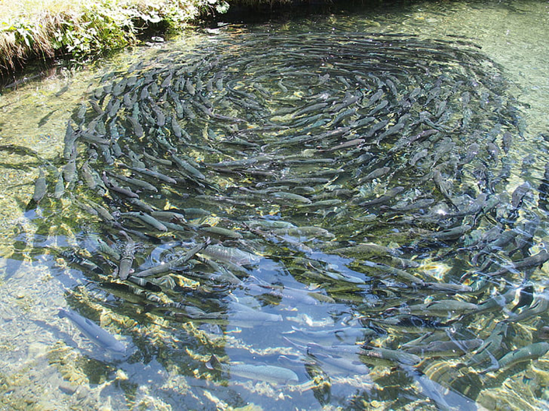 水產養殖水質檢測儀器價格