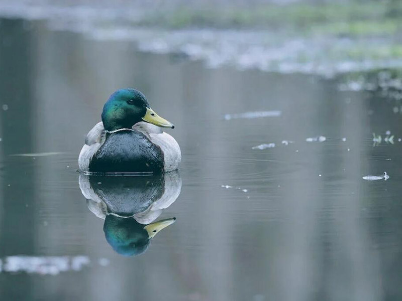 水體中的硫化氫是如何產生的